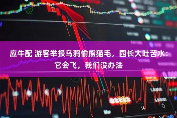 应牛配 游客举报乌鸦偷熊猫毛，园长大吐苦水：它会飞，我们没办法